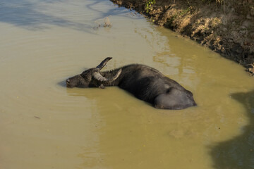 Sri Lankan wild buffalo in its natural habitat in Yala national park, Sri Lanka.