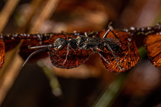 Adult Cockroach Wasp