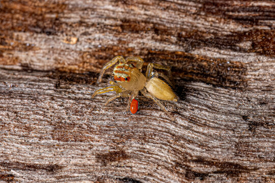 Small Jumping Spider