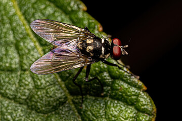 Adult Muscoid Fly
