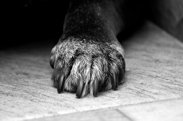 Black and white fur dog paw