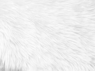Fototapeta na wymiar White clean wool texture background. light natural sheep wool. white seamless cotton. texture of fluffy fur for designers. close-up fragment white wool carpet..