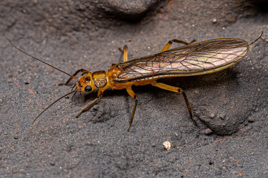 Adult Common Stonefly insect
