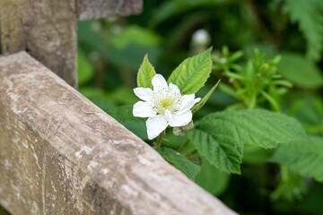 Closeup shot of the Rubus Illecebrosus