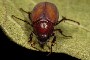 Adult June Beetle