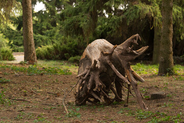 Old big Stump in the middle of the park