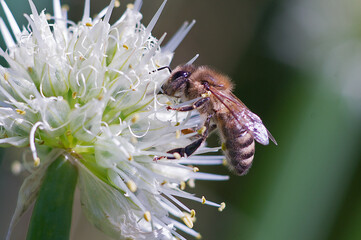 Bee and wild flower