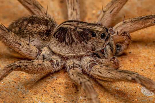 Adult Male Wolf Spider