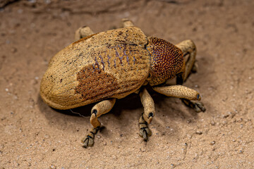 Adult True Weevil