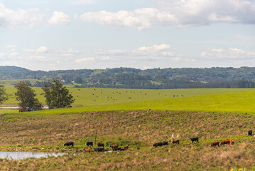 Fototapeta na wymiar Cattle breeding farm in natural pasture