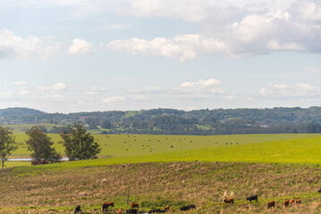 Cattle breeding farm in natural pasture