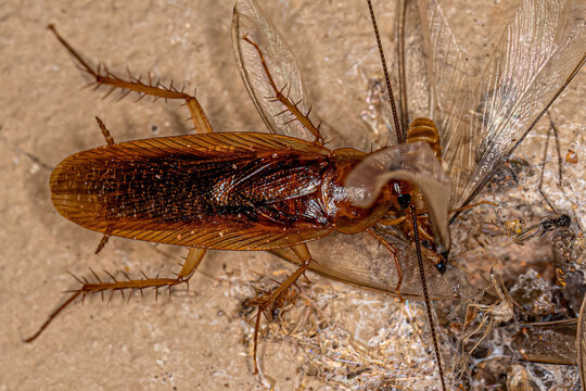 Adult Wood Cockroach eating a winged termite