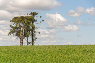 Fototapeta na wymiar native trees in wheat production field