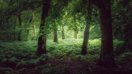 Beautiful view of green trees in the forest