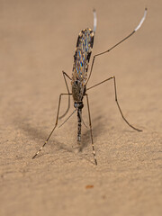 Adult Malaria Mosquito