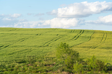 wheat production field