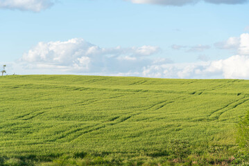 Fototapeta na wymiar wheat production field