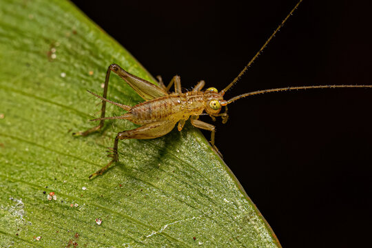 Grylloidea Bilder – Durchsuchen 245 Archivfotos, Vektorgrafiken und ...
