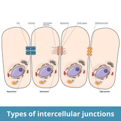 Types of intercellular junctions. Gap junction (pore and connexon), desmosome (filaments, glycoprotein, plaque) and tight junction. Connections between cells for stress resistance and communication. - obrazy, fototapety, plakaty
