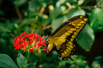 butterfly on flower