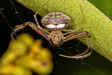 Small Female Pirate Spider
