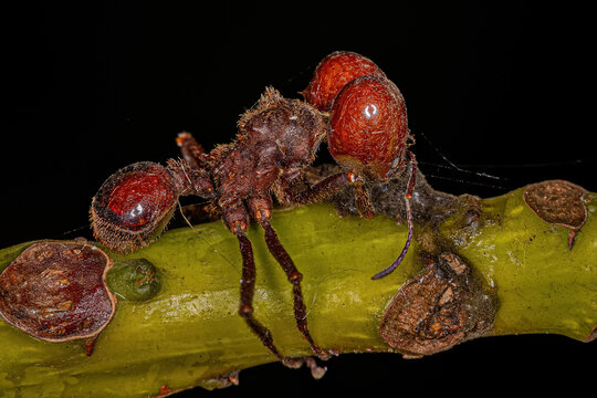 Dead Adult Atta Leaf-cutter Ant