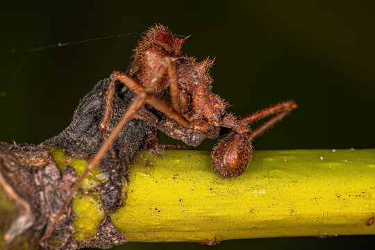 Dead Adult Atta Leaf-cutter Ant