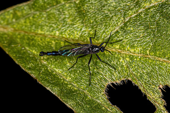 Adult Dark-winged Fungus Gnat