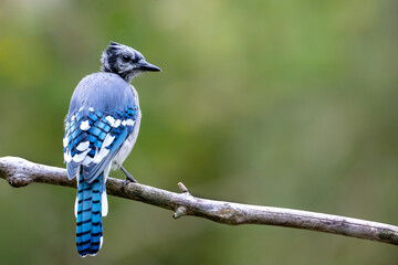 A blue jay fledgling perched on a tree branch
