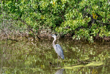 Juvenile Great Blue Heron On The River