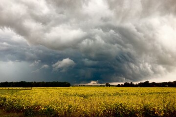 sky over the field