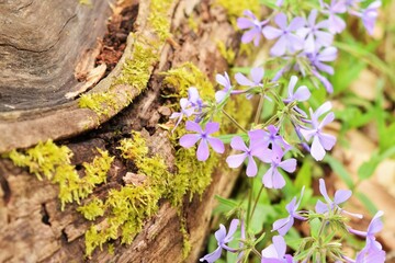 Flowers on a log