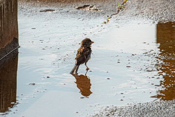 Adult Male House Sparrow Bird