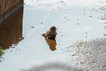 Adult Male House Sparrow Bird