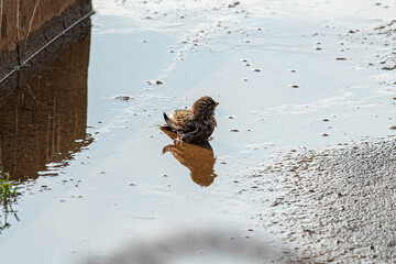 Adult Male House Sparrow Bird