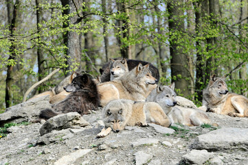 Mackenzie-Wölfe (Canis lupus occidentalis), Captive, Deutschland, Europa