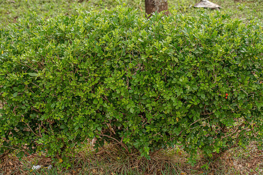 Orange Jasmine Plant