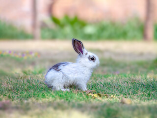 明るい林を前に草地に立つ白い子ウサギの横姿