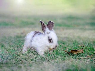 落ち葉のある草地で遊ぶ白い子ウサギ