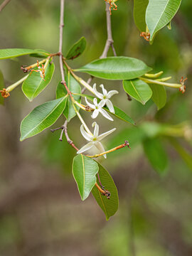 flower of the Tree called Mangaba