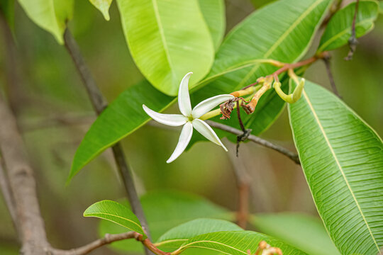 flower of the Tree called Mangaba