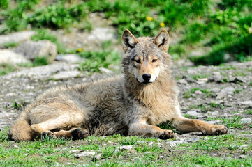 Mackenzie-Wölfe (Canis lupus occidentalis), Captive, Deutschland, Europa