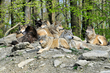 Mackenzie-Wölfe (Canis lupus occidentalis), Captive, Deutschland, Europa