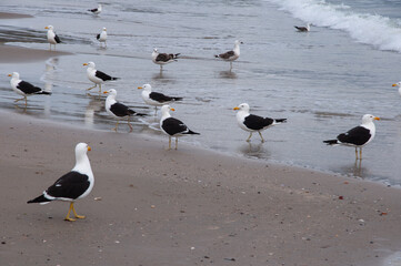 seagulls on the beach