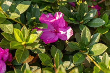 Azalea Flowering Plant
