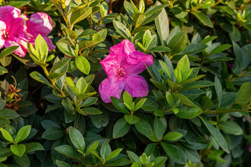 Azalea Flowering Plant
