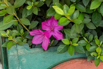 Azalea Flowering Plant