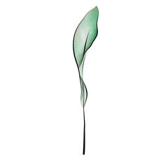 Watercolor isolated rolled up tree leaf. Separate element for bouquets, wreaths, wedding invitations, anniversaries, birthdays, cards and congratulations.