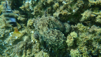 Common octopus (Octopus vulgaris) hunting, Aegean Sea, Greece, Halkidiki
