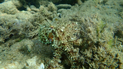 Common octopus (Octopus vulgaris) hunting, Aegean Sea, Greece, Halkidiki
